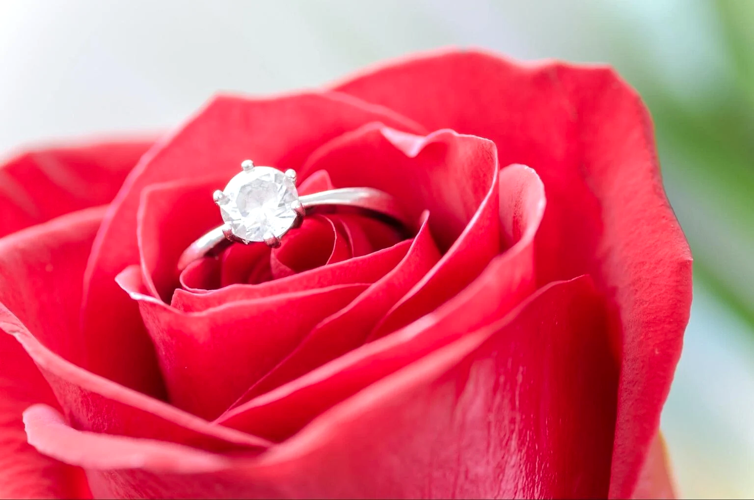 A classic solitaire engagement ring on a rose