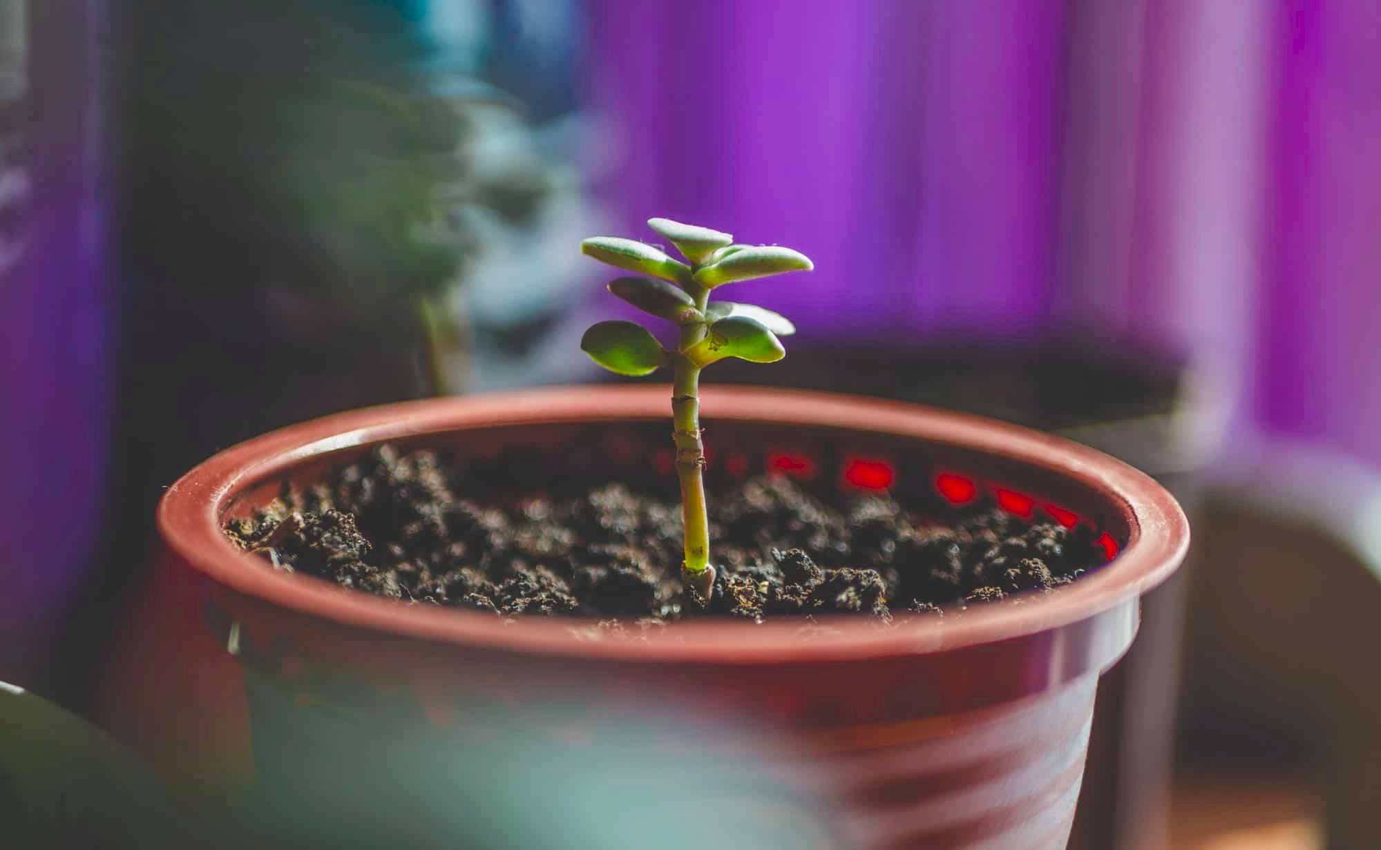 A tree after it was planted in a pot during a unity wedding ceremony